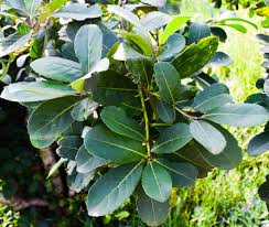 Yerba Mate Leaf