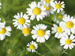 Chamomile Flower