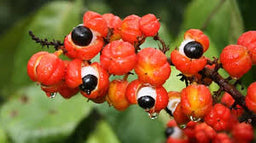Guarana Seed